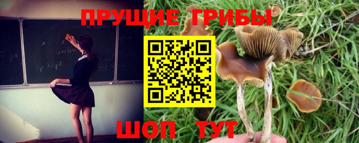 Псилоцибиновые грибы Cubensis  Вход с VPN  Мирный 